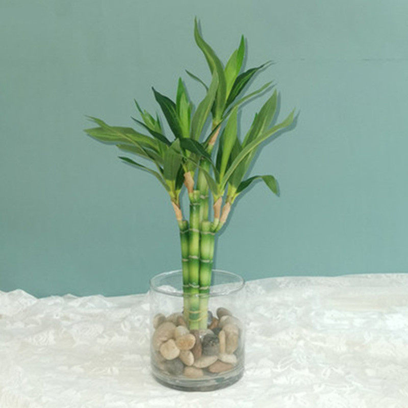 Echeveria Succulent - Yeni 40cm Yapay Şanslı Bambu Sukulent