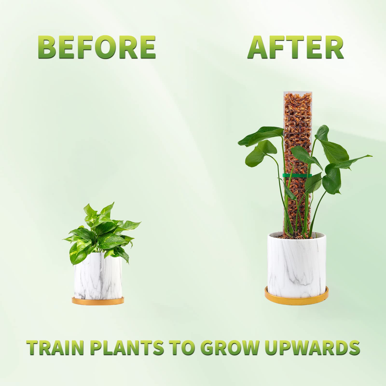 Yosun Direkleri Bitkiler Bitki - Echeveria Succulent incelemesi ve fiyatı