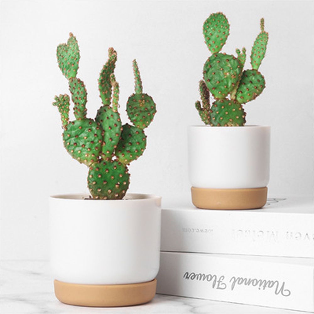 Yuvarlak Kaktüs Sukulent Bitki - Echeveria Succulent incelemesi ve fiyatı