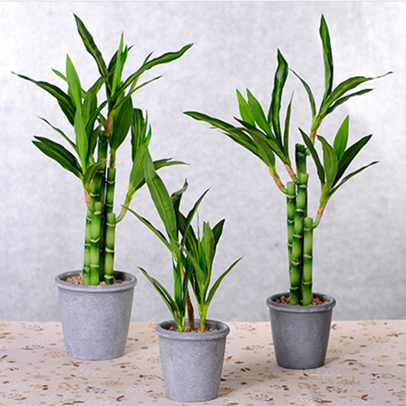 Yeni 40cm Yapay Şanslı Bambu S - Echeveria Succulent incelemesi ve fiyatı