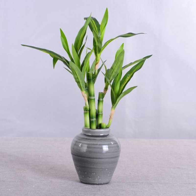 Yeni 40cm Yapay Şanslı Bambu S - Echeveria Succulent incelemesi ve fiyatı