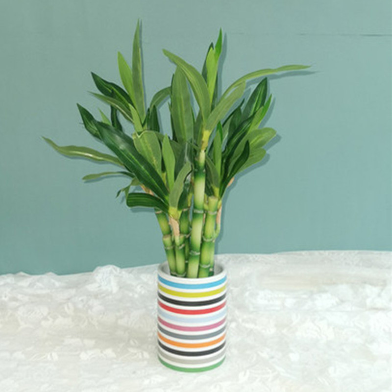 Yeni 40cm Yapay Şanslı Bambu S - Echeveria Succulent incelemesi ve fiyatı