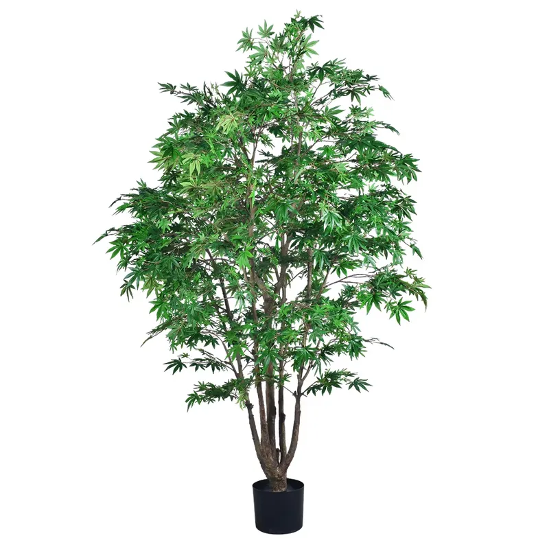 Trend Olan Toptan Yeşil Akçaağ - Dracaena Marginata incelemesi ve fiyatı