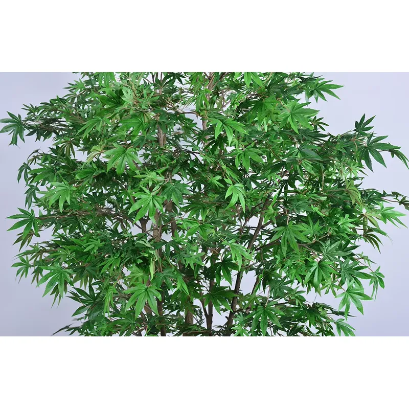 Trend Olan Toptan Yeşil Akçaağ - Dracaena Marginata incelemesi ve fiyatı