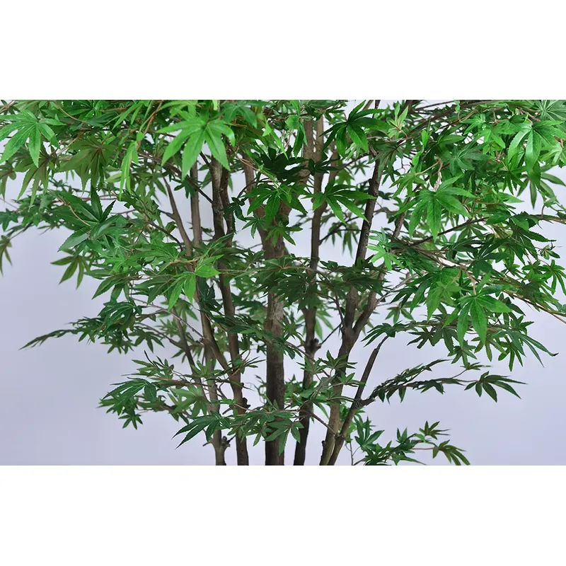 Trend Olan Toptan Yeşil Akçaağ - Dracaena Marginata incelemesi ve fiyatı