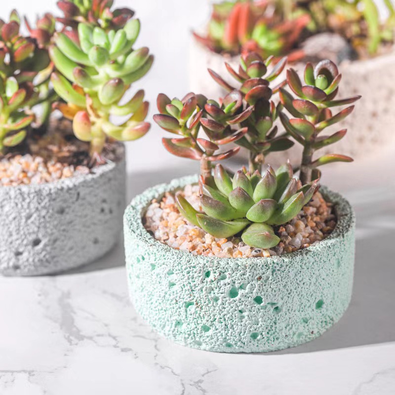 İskandinav çimento saksı basit - Echeveria Succulent incelemesi ve fiyatı